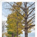 은행나무시장 이미지