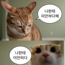 선재네