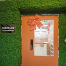 강남 고양이 호텔 미용 츄캣 이미지