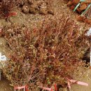 해오름영농조합법인 이미지