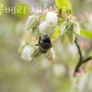 옥천농장 주유소 네이버블로그