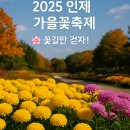 백담농산물 | 🌸 2025 인제 가을꽃축제 – 꽃길 따라 걷는 힐링 여행 가이드