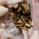 하림통닭 네이버블로그