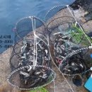 통발 이미지