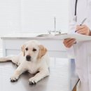 데이즈동물의료센터 이미지