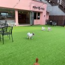 코모네펫하우스 이미지