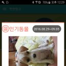 펫링크 이미지