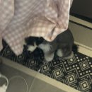 별이와개똥이 이미지