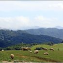 천록(아) 이미지