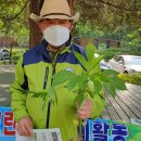 생태계교란생물 느티나무 홍보캠페인, 불암산 유해식물 제거하기 (230513) 이미지