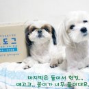 몽샴푸 이미지