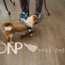 대동보조기 이미지