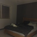 서쪽강생이 이미지