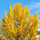 고운선율피아노 이미지