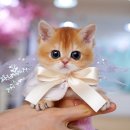 캣프렌즈 이미지