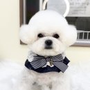 뽀프퍼피