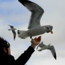 루미로사 이미지