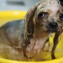 퍼피니스 이미지