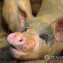 농축산농장 이미지