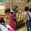 정미목장 이미지