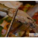 에비슈라 이미지