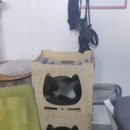 둥지카센타 이미지