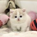 울산고양이분양 도레미캣 이미지