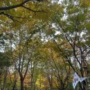 중랑캠핑숲공원 | [우리 동네 단풍 명소]중랑캠핑숲 &amp; 도산공원, 가을이 머문 길을 걷다
