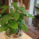 예쁜커피나무 이미지