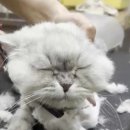 팻키우소 이미지