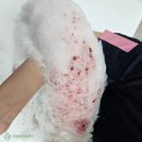 장호원동물병원 이미지