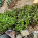 호야네농장 이미지