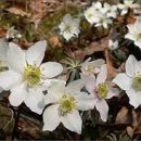 友벗우클럽 | 시조(時調) : 조선 중기 시대 《문신 윤선도》 「文臣 尹善道」 : 작은 것이 높이 떠서