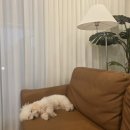 라루체365 이미지