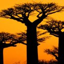 바오밥나무 이미지