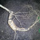 잉어물놀이 이미지