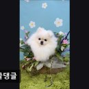 몽글댕글 네이버블로그