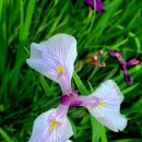 [유보통합 및 영유아 보육교육 관련 주요 기사, 한국어린이집총연합회] 이미지