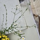 단풍나무 | 인천 서구 검단 왕길 육개장 맛집 단풍나무 후기