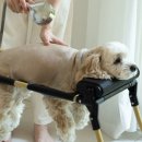 그룸그룸 이미지