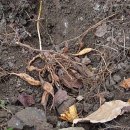 천문동 농장 이미지