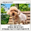 (주)다온티에프지 | 반려동물 의료기기 세계최초 메디컬 주얼리 강아지 목걸이 미플라이펫