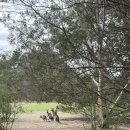 오렌지어학원 | 호주 멜버른 어학연수 | ilsc 멜버른 어학원에서 캥거루 보러가기, 멜버른 iglu 기숙사 생활 후기