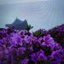 오월의 언덕 이미지