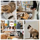[제주 여행] 순하고 애교 많은 고양이가 냥글냥글한 제주 고양이 카페 추천 &#39;비만고양이&#39; 후기