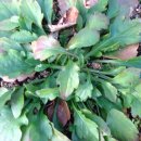 솔방솔방 이미지