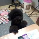 파라곤동물병원 이미지