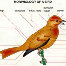 morphology of a bird 이미지
