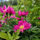 영천한의마을 약초도 이미지