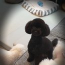 휴 애견미용 이미지